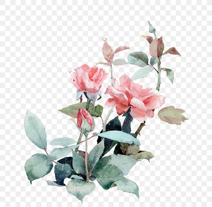 Watercolor Painting Beach Rose Illustration, PNG, 693x800px, Watercolor Painting, Art, Artificial Flower, Beach Rose, Branch Download Free