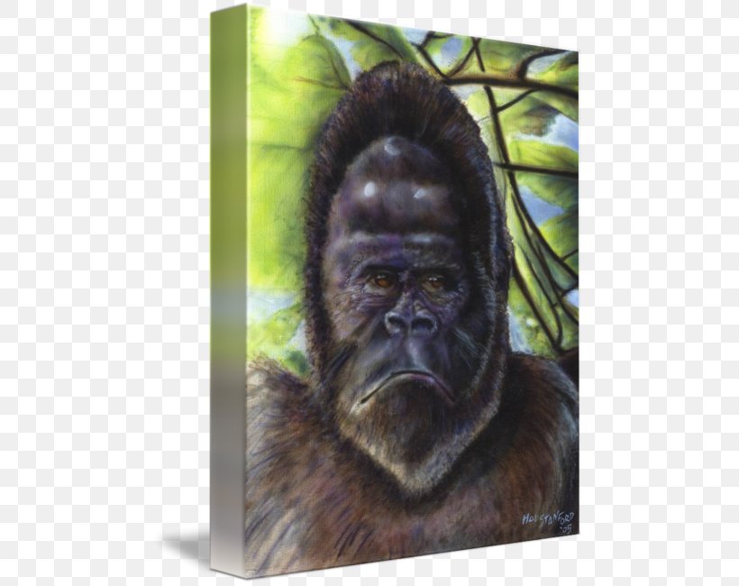 Gorilla Chimpanzee Monkey Wildlife Fur, PNG, 479x650px, Gorilla, Animal, Chimpanzee, Fauna, Fur Download Free