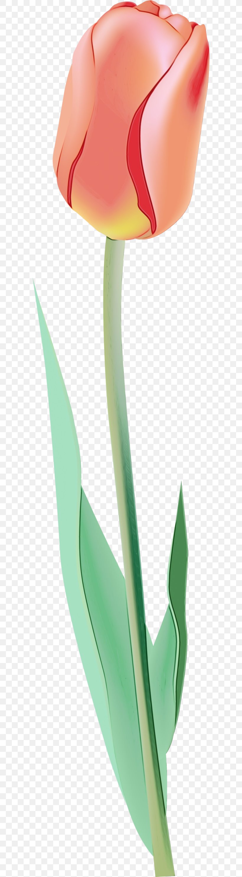 Green Leaf Plant Grass Plant Stem, PNG, 600x2963px, Watercolor, Flower, Grass, Green, Leaf Download Free
