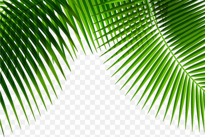 Leaf Plant, PNG, 1200x804px, Leaf, Arecaceae, Coconut, Grass, Green Download Free
