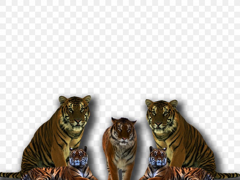 Desktop Wallpaper Download Display Resolution, PNG, 1600x1200px, Display Resolution, Big Cats, Carnivoran, Cat, Cat Like Mammal Download Free