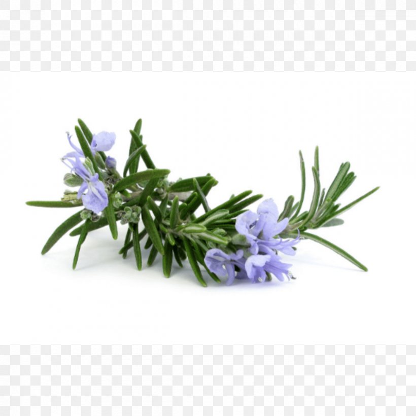 Rosemary Essential Oil Herb Carrier Oil, PNG, 1200x1200px, Rosemary, Carrier Oil, Doterra, Essential Oil, Flower Download Free