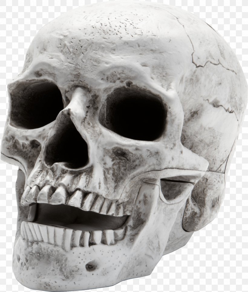 Skull Skeleton, PNG, 1795x2111px, Human Skeleton, Black And White, Bone, Display Resolution, Head Download Free
