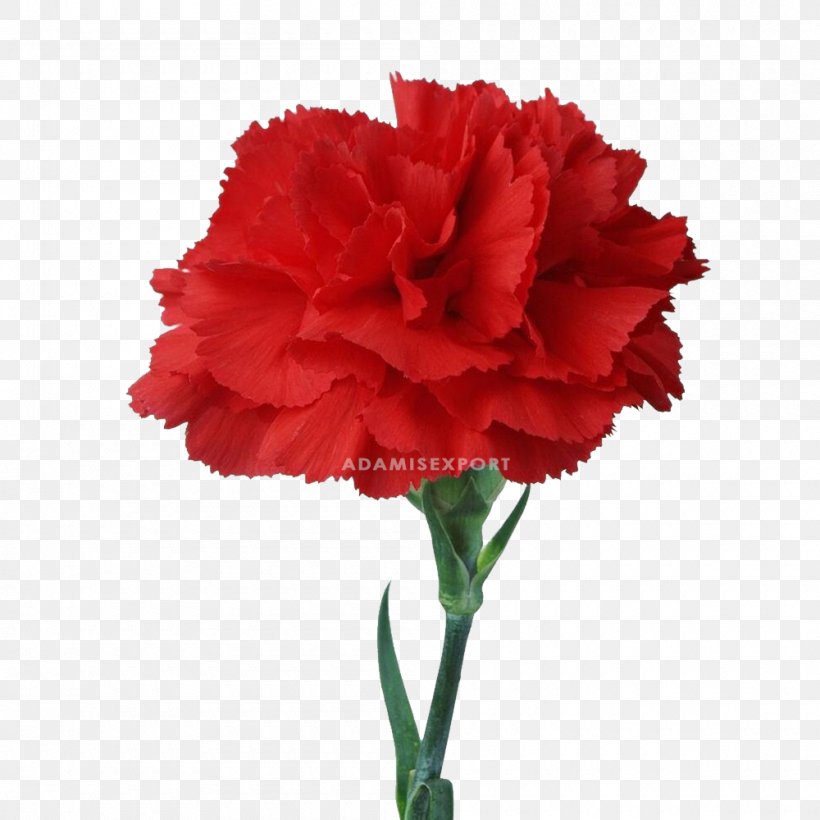 Wedding Flower Background, PNG, 1000x1000px, Carnation, Caryophyllales, Cut Flowers, Dianthus, Dress Download Free