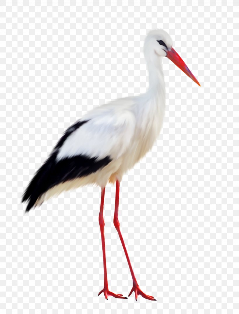 Bird Heron, PNG, 974x1280px, Bird, Beak, Ciconiiformes, Crane, Crane Like Bird Download Free