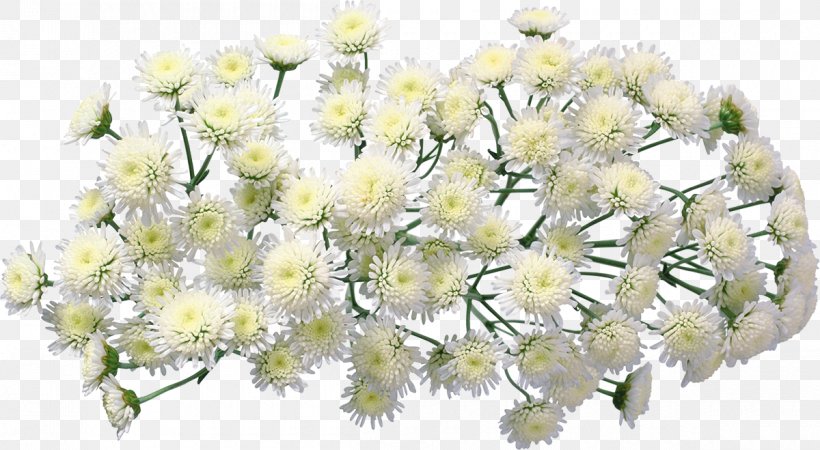 Chrysanthemum Flower Bouquet Garden Roses, PNG, 1200x659px, Chrysanthemum, Blossom, Branch, Chrysanths, Cloud Download Free