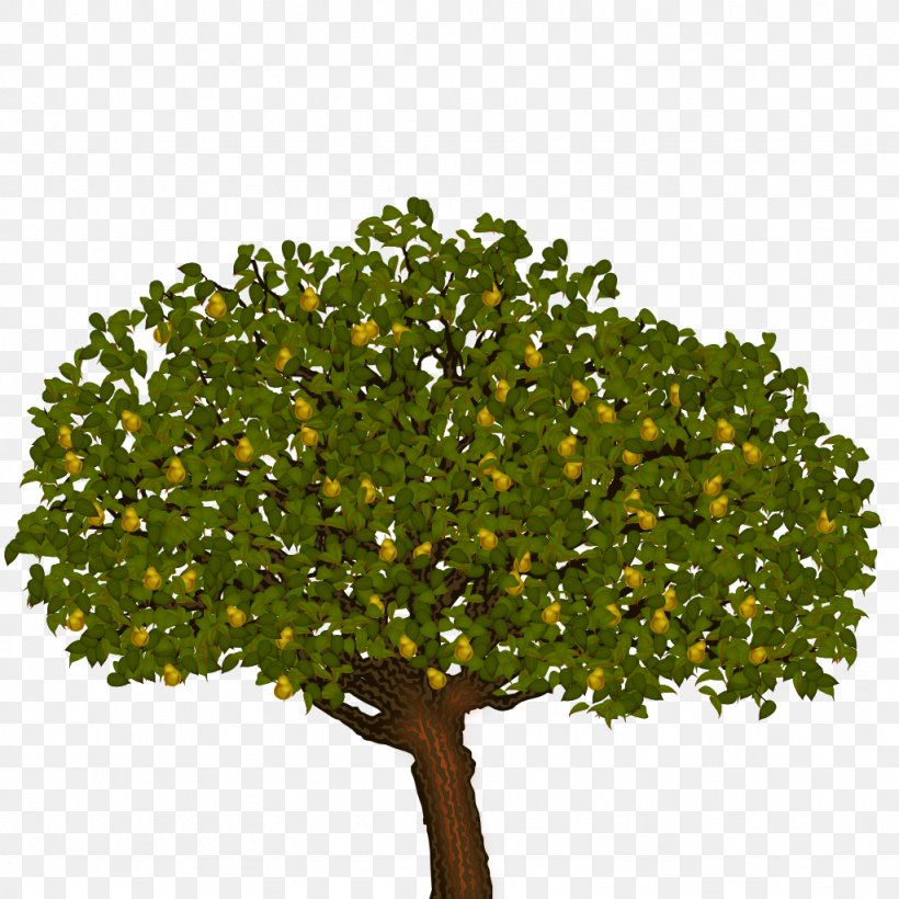 Clip Art Tree Branch Shrub Image, PNG, 1024x1024px, Tree, Branch, Empress Tree, Flower, Flowering Plant Download Free