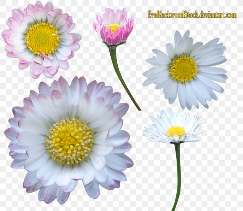 Common Daisy Clip Art, PNG, 959x834px, Common Daisy, Annual Plant, Aster, Chamaemelum Nobile, Chrysanths Download Free
