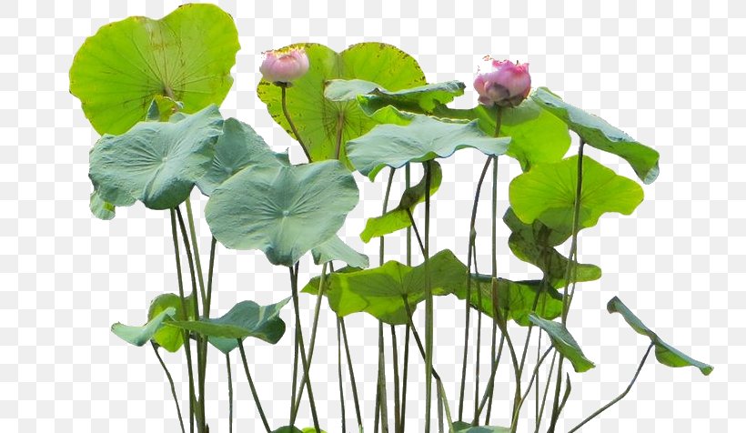 Nelumbo Nucifera Aquatic Plants Flower, PNG, 754x476px, Nelumbo Nucifera, Annual Plant, Aquatic Animal, Aquatic Plants, Centella Download Free