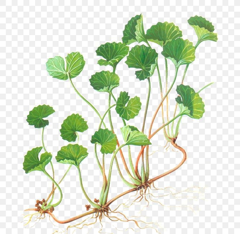 Centella Asiatica Herbalism Water Pennyworts Medicinal Plants, PNG, 680x800px, Centella Asiatica, Adverse Effect, Annual Plant, Apiaceae, Brazilian Pennywort Download Free