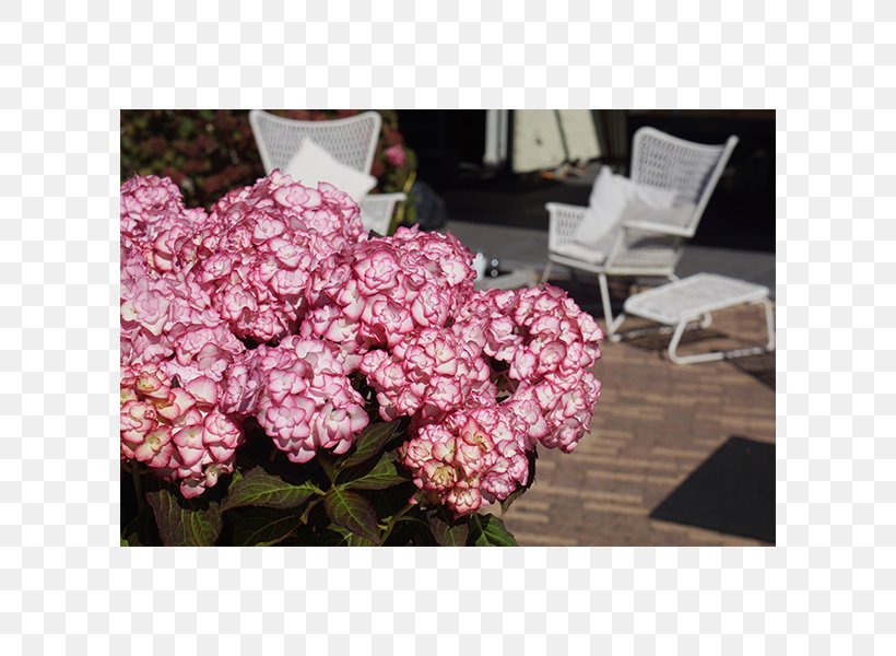 Chelsea Flower Show French Hydrangea Rose Garden, PNG, 600x600px, Chelsea Flower Show, Annual Plant, Cornales, Floral Design, Floristry Download Free