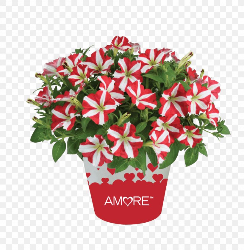 Christmas Poinsettia, PNG, 999x1024px, Petunia, Ageratum, Anthurium, Begonia, Bouquet Download Free