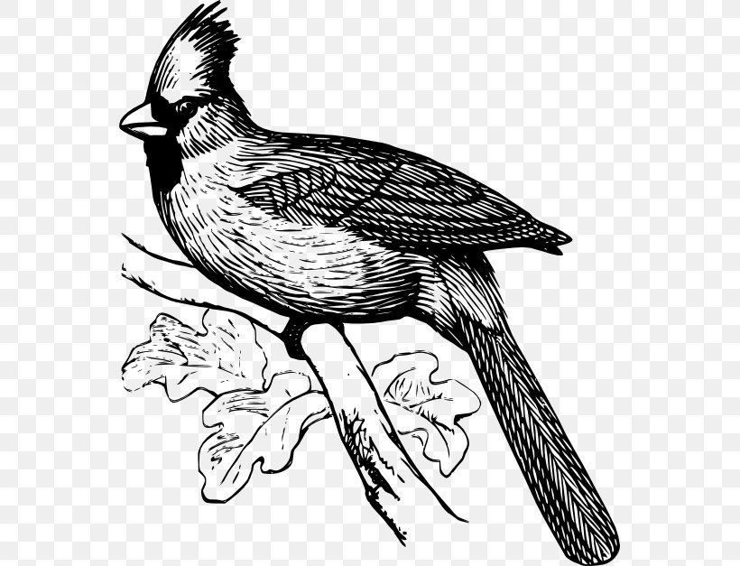 Coloring Book Northern Cardinal Bird Clip Art, PNG, 555x627px, Coloring Book, Adult, Animal, Art, Artwork Download Free