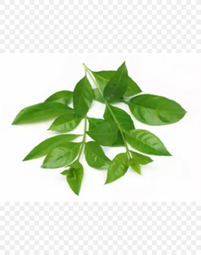 Henna Mehndi Leaf Sojat Abziehtattoo, PNG, 910x1155px, Henna, Abziehtattoo, Export, Flowerpot, Hair Download Free