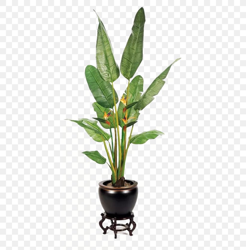 Houseplant Fiddle-leaf Fig, PNG, 409x831px, Plant, Bamboo, Bird Of Paradise Flower, Chlorophytum Comosum, Devils Ivy Download Free