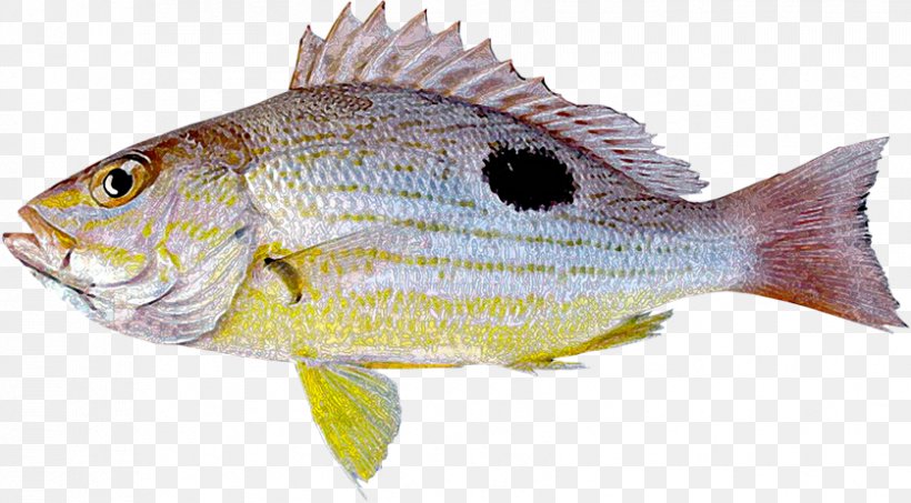 Northern Red Snapper Tilapia Lutjanus Guttatus Fish Lutjanus Erythropterus, PNG, 837x463px, Northern Red Snapper, Bass, Bony Fish, Cod, Common Rudd Download Free