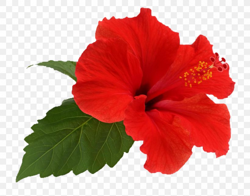 Tea Shoeblackplant Flower Leaf Extract, PNG, 1000x785px, Tea, Annual Plant, China Rose, Chinese Hibiscus, Extract Download Free