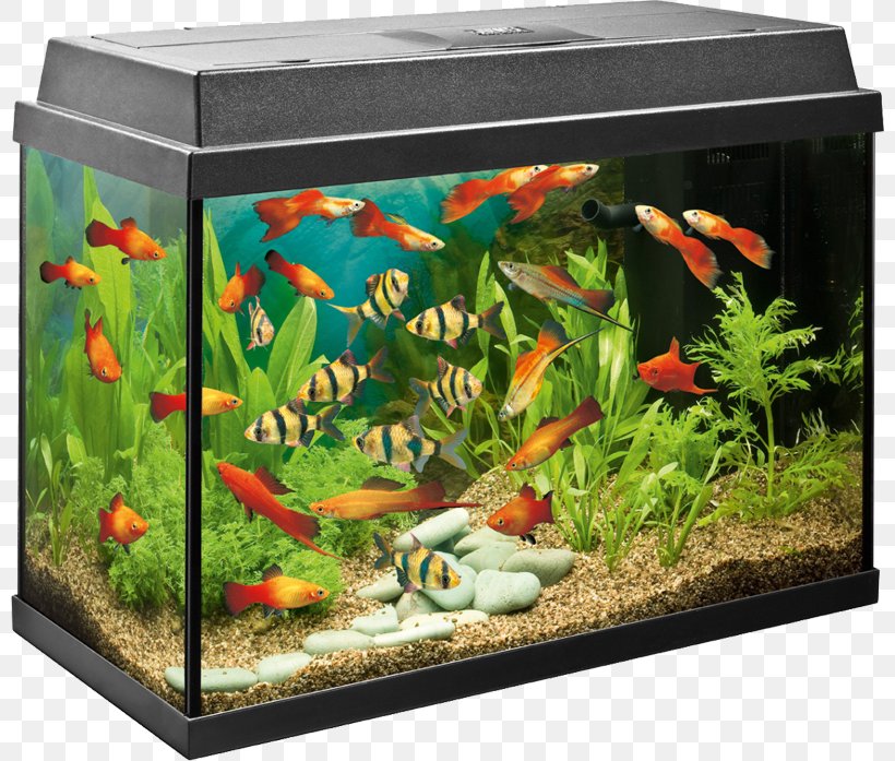 Tropical Aquariums Angelfish Filter Fishkeeping, PNG, 800x697px, Aquarium, Air Pump, Angelfish, Aquarium Decor, Aquarium Lighting Download Free