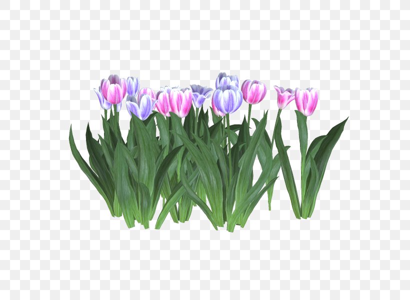 Tulip Cut Flowers Flowerpot Crocus, PNG, 600x600px, Tulip, Crocus, Cut Flowers, Flower, Flowering Plant Download Free