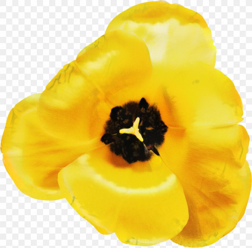 Tulip Flower, PNG, 1279x1260px, Tulip, Flower, Megabyte, Petal, Plant Download Free