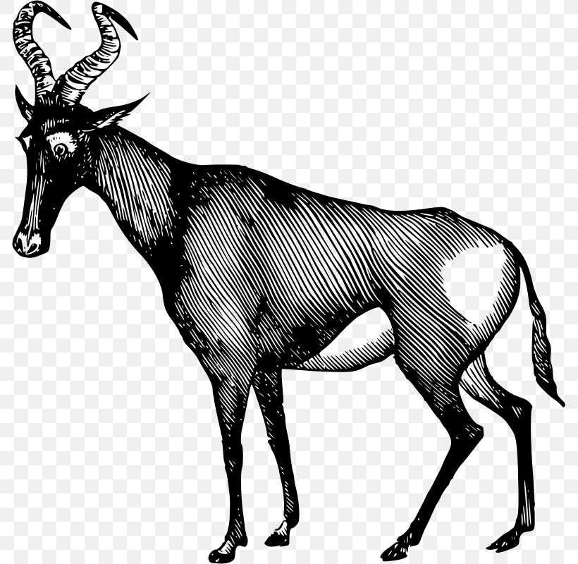 Antelope Gemsbok Horn Clip Art, PNG, 785x800px, Antelope, Antler, Black And White, Cattle Like Mammal, Cow Goat Family Download Free