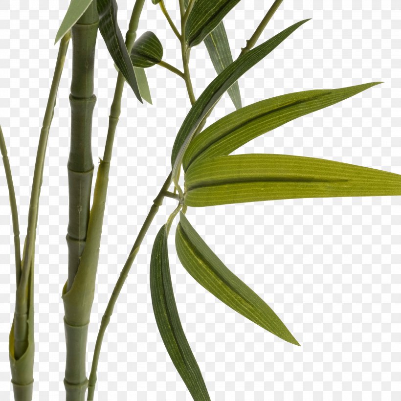 Bambou Artificiel H150cm Plant Stem Plants Vase, PNG, 3000x3000px, Bambou, Bamboo, Black, Blue, Botany Download Free