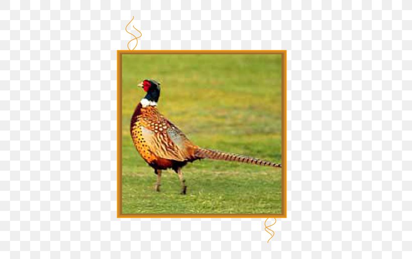 Bird Ring-necked Pheasant Partridge Chicken, PNG, 516x516px, Bird, Beak, Chicken, Ecosystem, Egg Download Free
