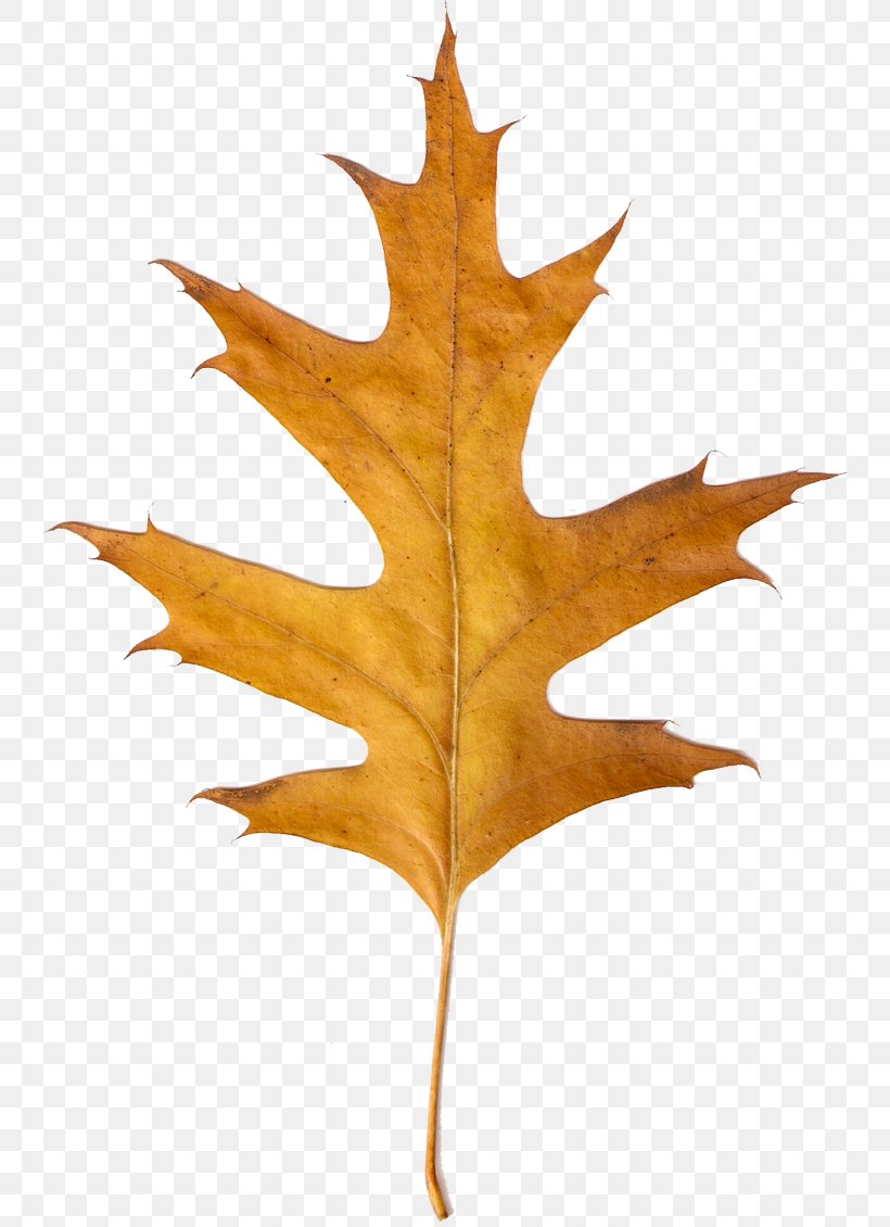 Maple Leaf LiveInternet Clip Art, PNG, 740x1130px, Maple Leaf, Hitobashira, Homo Sapiens, Human Sacrifice, Leaf Download Free