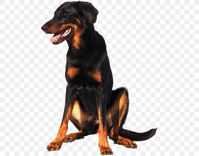 Rottweiler Beauceron Dobermann Huntaway Austrian Black And Tan Hound, PNG, 486x640px, Rottweiler, Animal, Austrian Black And Tan Hound, Beauceron, Breed Download Free