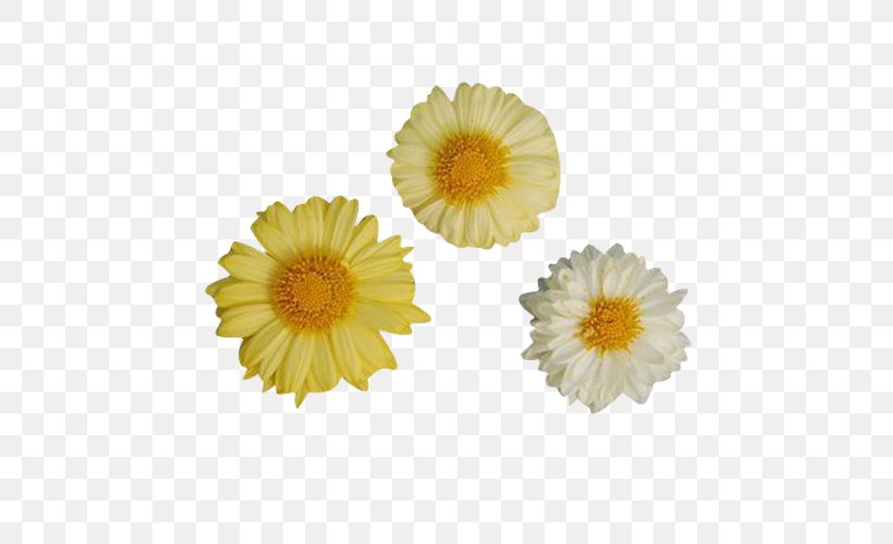 Chrysanthemum Xd7grandiflorum Clip Art, PNG, 500x500px, Chrysanthemum Xd7grandiflorum, Calendula, Calendula Officinalis, Chrysanthemum, Chrysanths Download Free