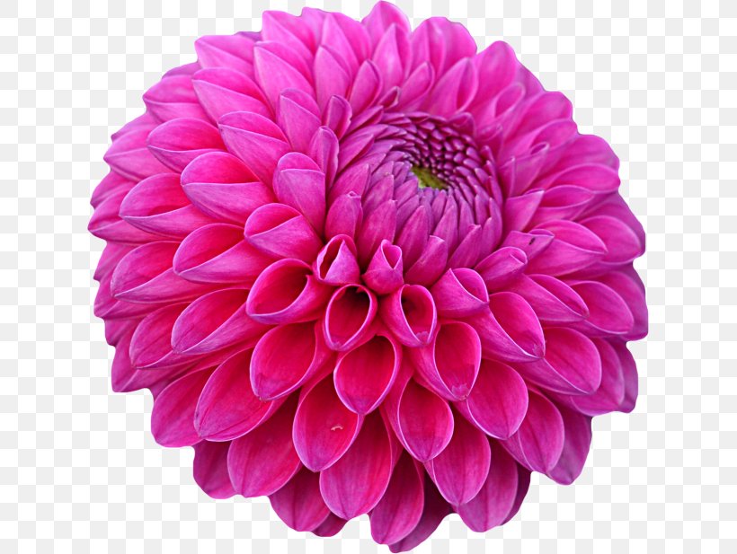 Dahlia Stock Photography Royalty-free Image, PNG, 625x617px, Dahlia, Aster, Banco De Imagens, Blume, Centerblog Download Free