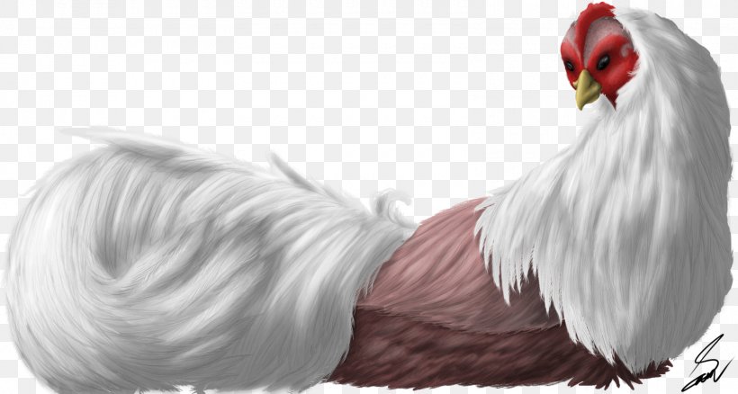 Rooster Feather Beak Fur Tail, PNG, 1600x855px, Rooster, Beak, Bird, Chicken, Chicken As Food Download Free