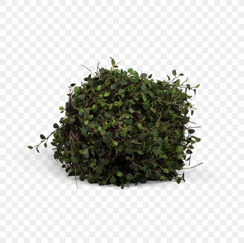 Tree Shrub Herb Plant, PNG, 1600x1600px, Tree, Grass, Herb, Plant, Shrub Download Free