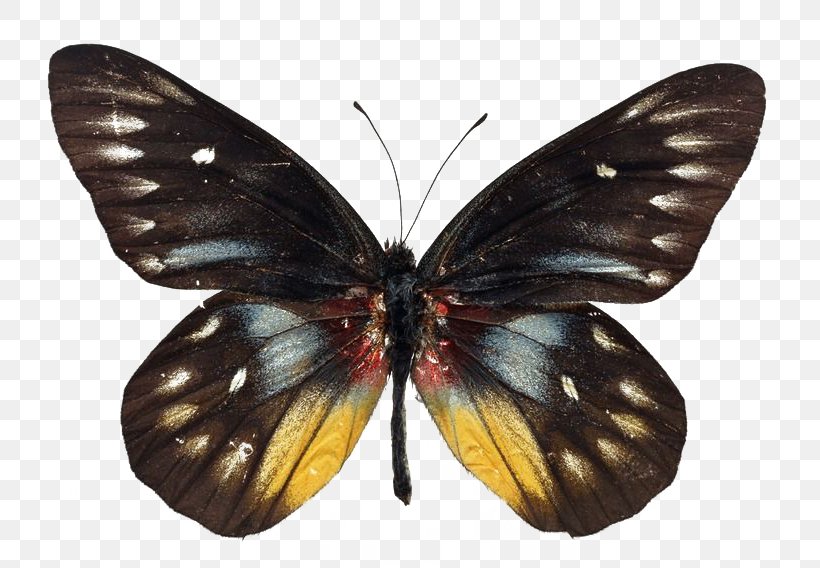 Butterfly Greta Oto Stock Photography, PNG, 800x568px, Butterfly, Arthropod, Brush Footed Butterfly, Butterflies And Moths, Butterfly Effect Download Free