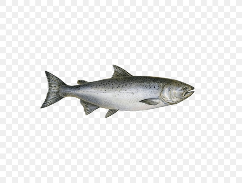 Chinook Salmon Sushi Fish Chum Salmon, PNG, 620x620px, Salmon, Atlantic Salmon, Bonito, Bony Fish, Chinook Salmon Download Free