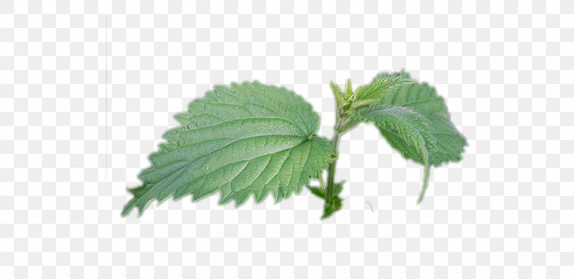 Common Nettle Beefsteak Plant Clipping Path Weeping Fig, PNG, 1580x770px, Common Nettle, Avogel France, Beefsteak Plant, Clipping Path, Dioecy Download Free
