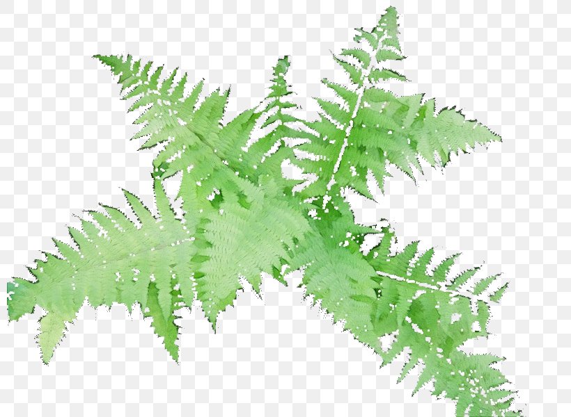 Fern, PNG, 800x600px, Watercolor, Fern, Ferns And Horsetails, Flower, Herbaceous Plant Download Free