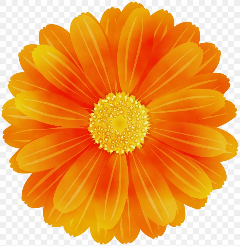 Flowers Background, PNG, 2919x3000px, Orange, Annual Plant, Artificial Flower, Asterales, Barberton Daisy Download Free