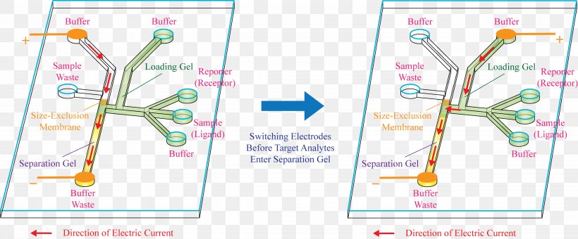Agarose Gel Electrophoresis Microfluidics, PNG, 4523x1877px, Electrophoresis, Agarose, Agarose Gel Electrophoresis, Area, Capillary Electrophoresis Download Free