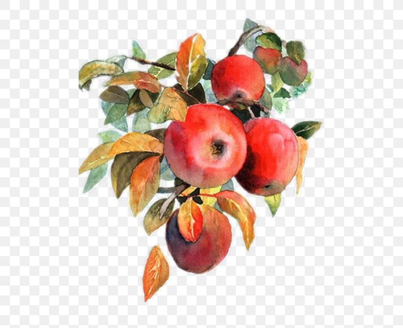 Apple Watercolor Painting Fruit, PNG, 500x666px, Apple, Art, Deviantart, Drawing, Food Download Free