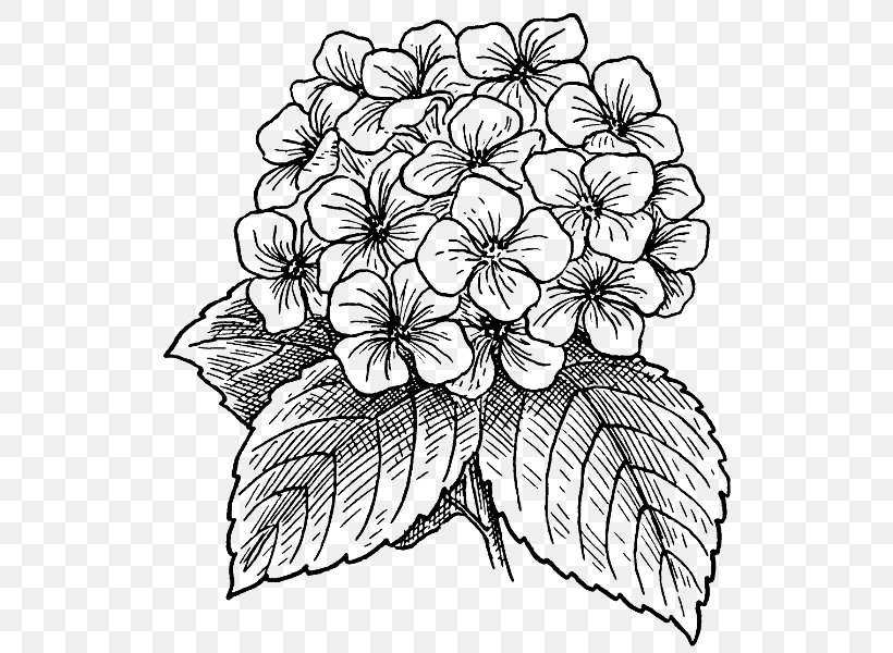 Drawing French Hydrangea Flower Watercolor Painting, PNG, 535x600px, Drawing, Art, Artwork, Black And White, Color Download Free