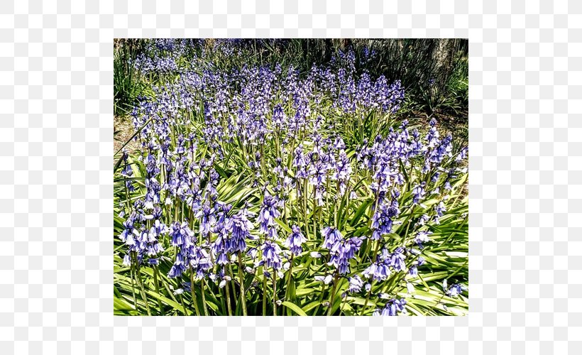 English Lavender Hyacinth, PNG, 500x500px, English Lavender, Bluebonnet, Flower, Flowering Plant, Grass Download Free