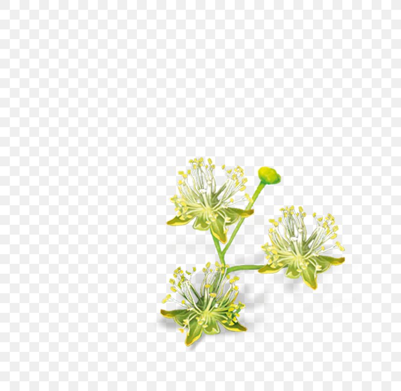 Lindens Cut Flowers Petal Ezki-ur, PNG, 800x800px, Lindens, Chamomile, Cut Flowers, Ezkiur, Flora Download Free