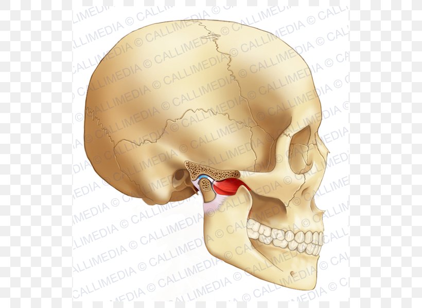 Temporomandibular Joint Bone Head Human Body, PNG, 600x600px, Temporomandibular Joint, Alaleuanluu, Anatomy, Bone, Ear Download Free