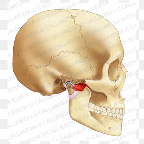 Temporomandibular Joint Anatomy Mandible Temporal Bone, PNG ...