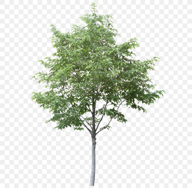 Tree Clip Art, PNG, 603x800px, Tree, Branch, Evergreen, Leaf, Plane Tree Family Download Free