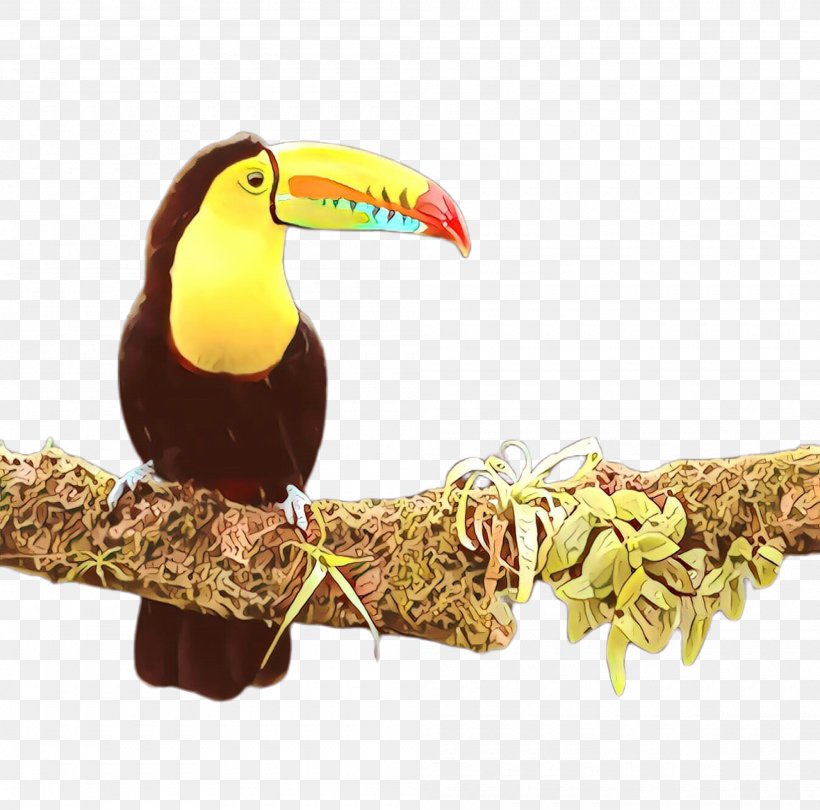 Bird Toucan Beak Piciformes Hornbill, PNG, 2000x1976px, Bird, Beak, Hornbill, Piciformes, Toucan Download Free