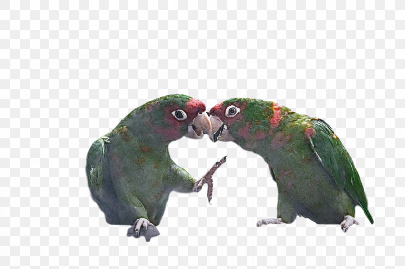 Lovebird, PNG, 1200x800px, Macaw, Beak, Feather, Lovebird, Parakeet Download Free