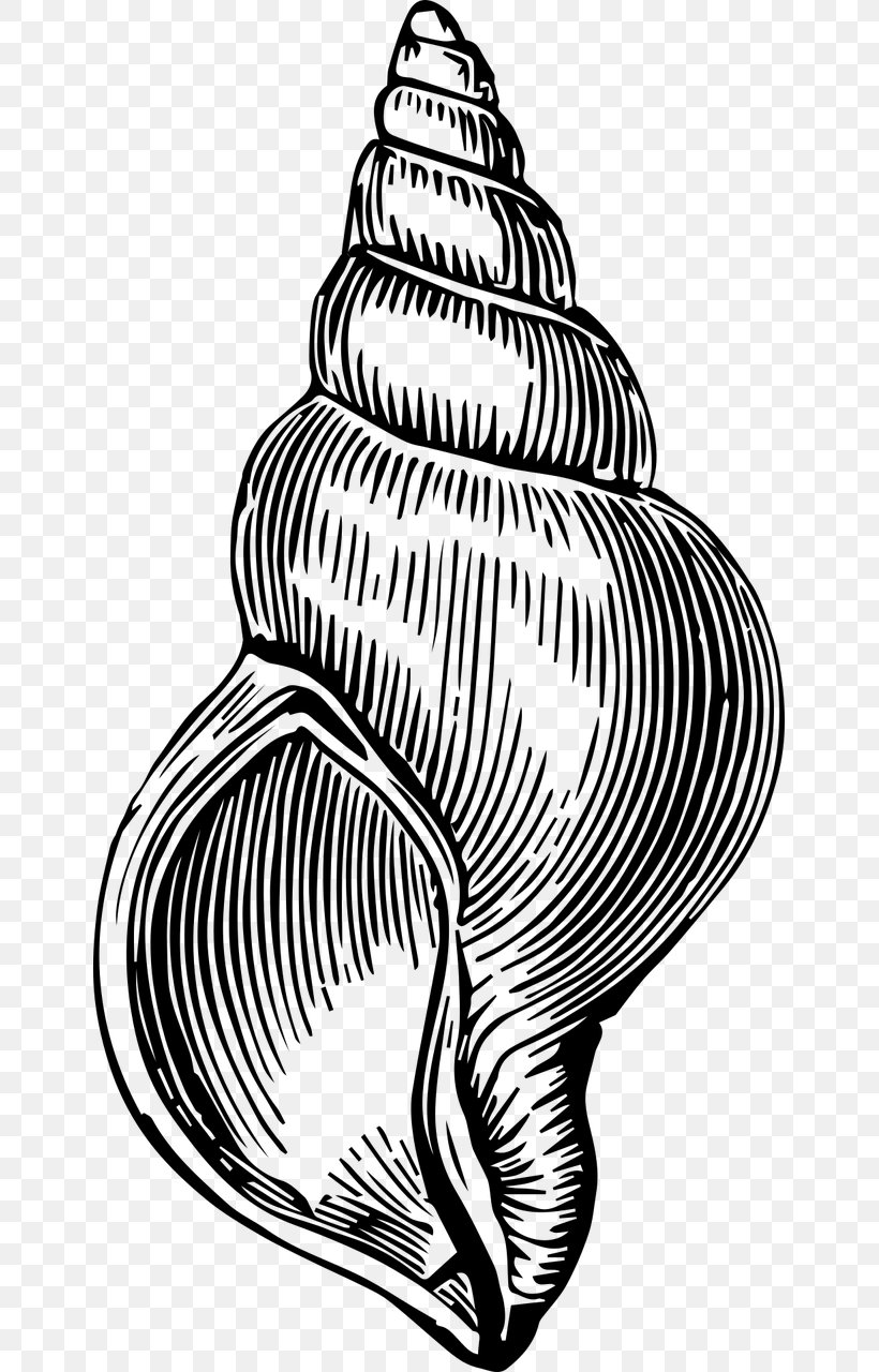 Seashell Black And White Clip Art, PNG, 645x1280px, Seashell, Black And White, Conch, Drawing, Flowering Plant Download Free