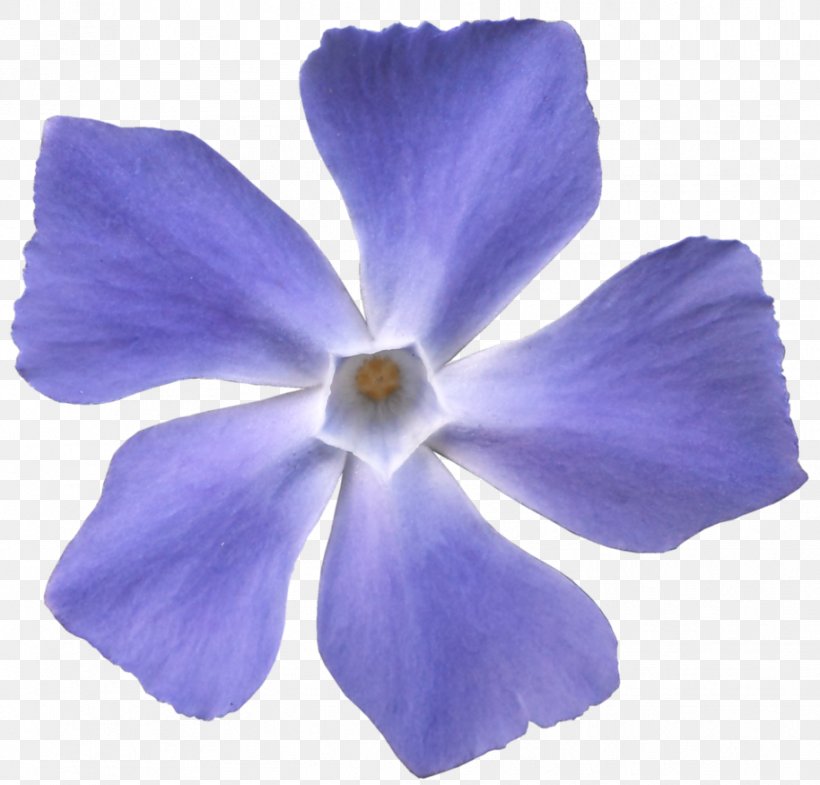 Viola Sororia Flower Violet Blue Purple, PNG, 914x875px, Viola Sororia, Blue, Cobalt Blue, Flower, Flowering Plant Download Free